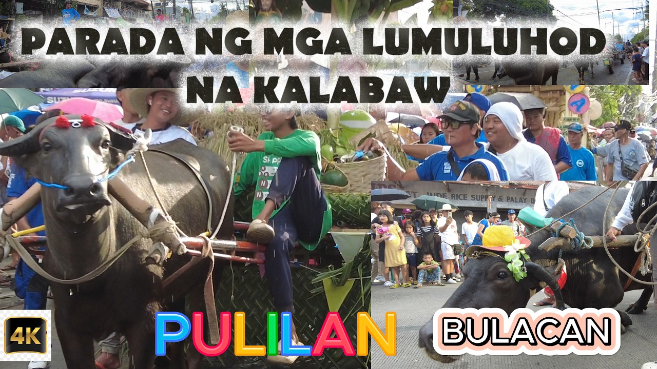 PARADA NG LUMULUHOD NA MGA KALABAW SA PIYESTA NG PULILAN, BULACAN 2025 #carabao #carabaorace