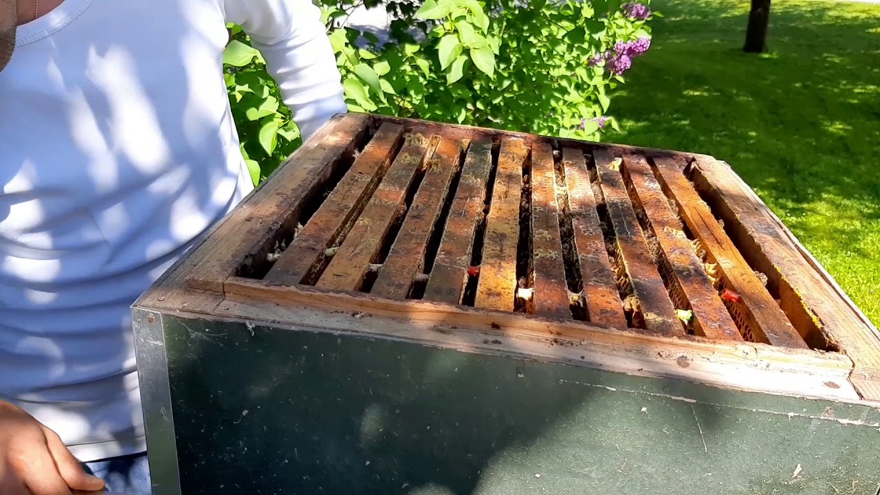 Bienen in Schwarmstimmung (Ma&szlig;nahme Zwischenableger) | Folge 15