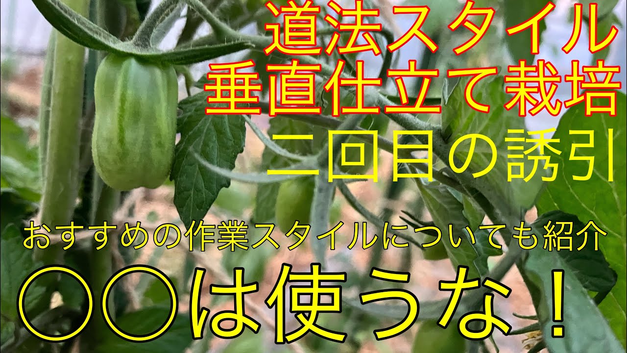 ⑳【道法スタイル】ミニトマト垂直仕立て二回目の誘引 2023.6.2
