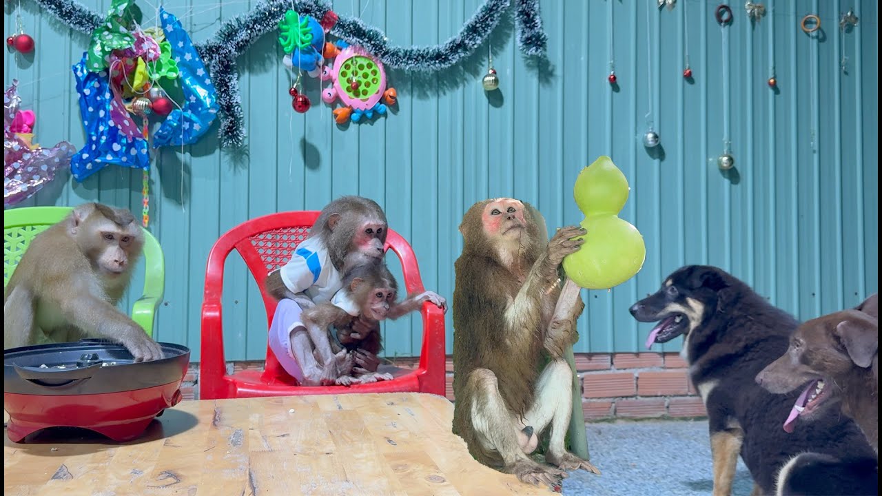 🎉 A Loving Family Party Between Monkey and Dog 🐒🐶🍿
