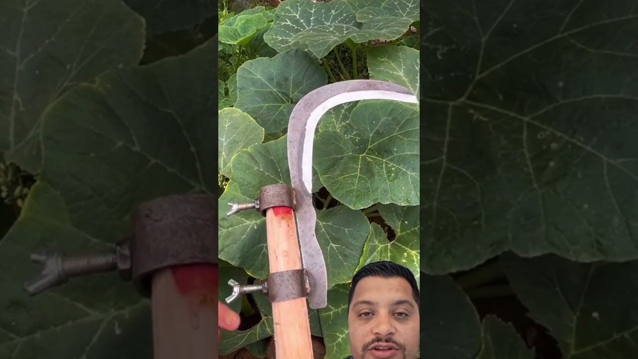 Adjustable Handle Sickle 🌾🔧 #GardeningTools #HarvestReady #EasyCut