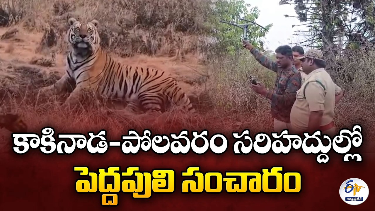 Tiger Roams Between Kakinada & Polavaram | Villagers Panic