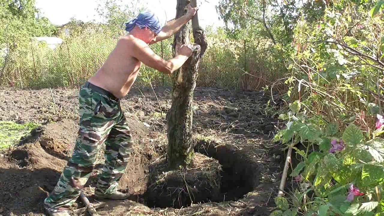 Выкорчевка старых плодовых деревьев вручную (без техники)
