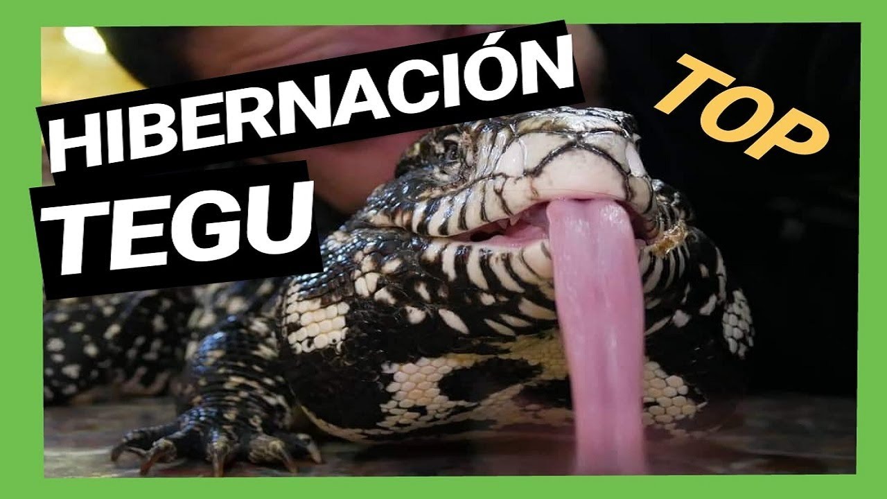 TEGU 🦎 HIBERNACIÓN Tupinambis Merianae & Rufescens
