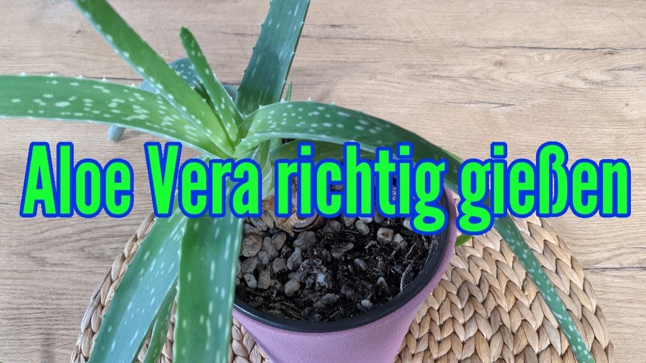Aloe Vera gie&szlig;en Echte Aloe Vera richtig gie&szlig;en Darauf unbedingt achten bei der Wassergabe