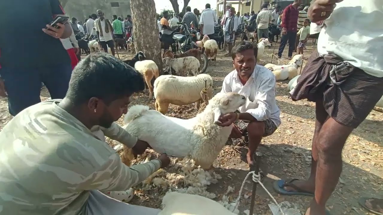Bandur Sheep hair cutting| #bandur #sheep #bandurkuri #sheepfarming