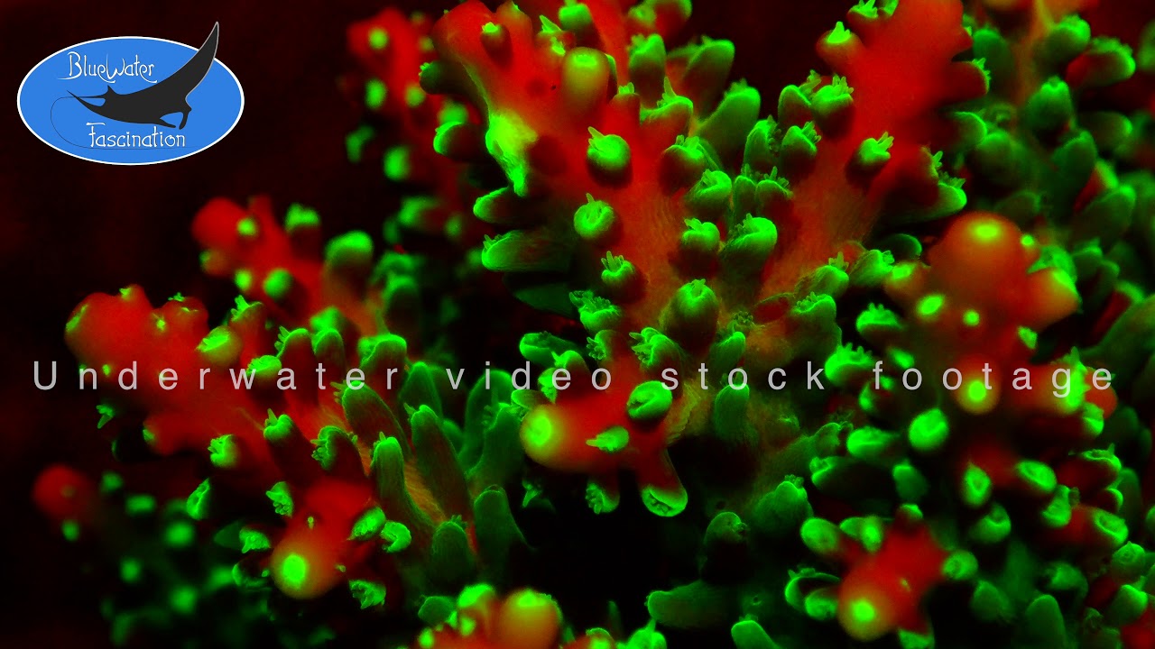0501_fluorescent red and green coral, 4K underwater video stock footage