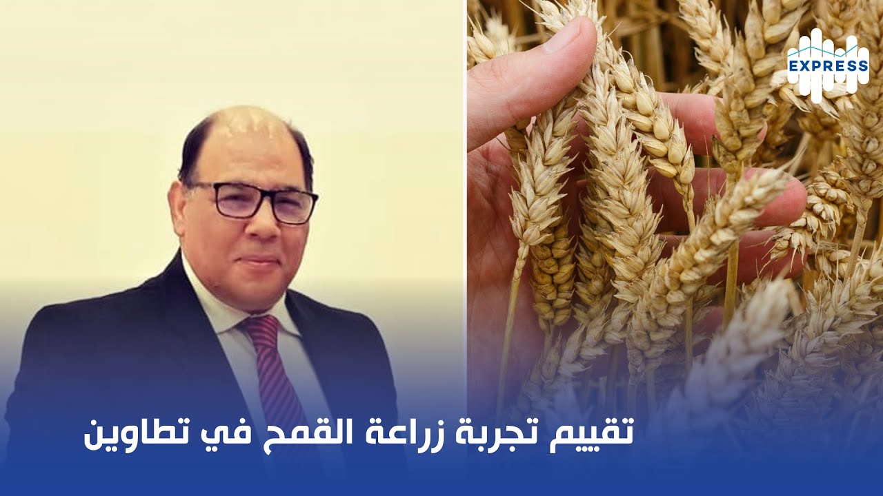 تقييم تجربة زراعة القمح في تطاوين