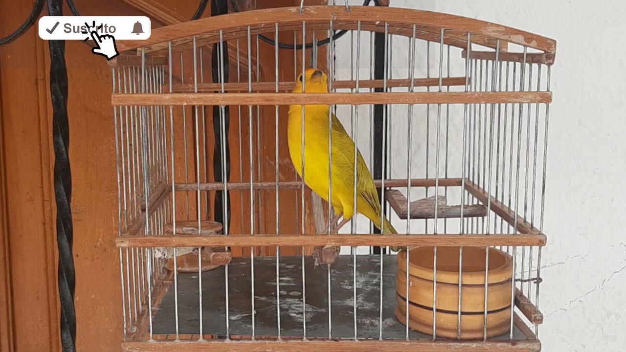 Canto ORIGINAL De Un Canario Criollo - Estimular Canto De Canario