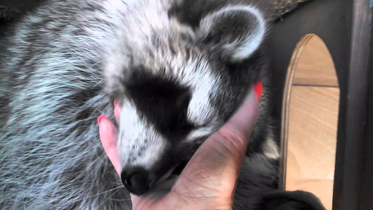 Raccoon loves being petted and scratched