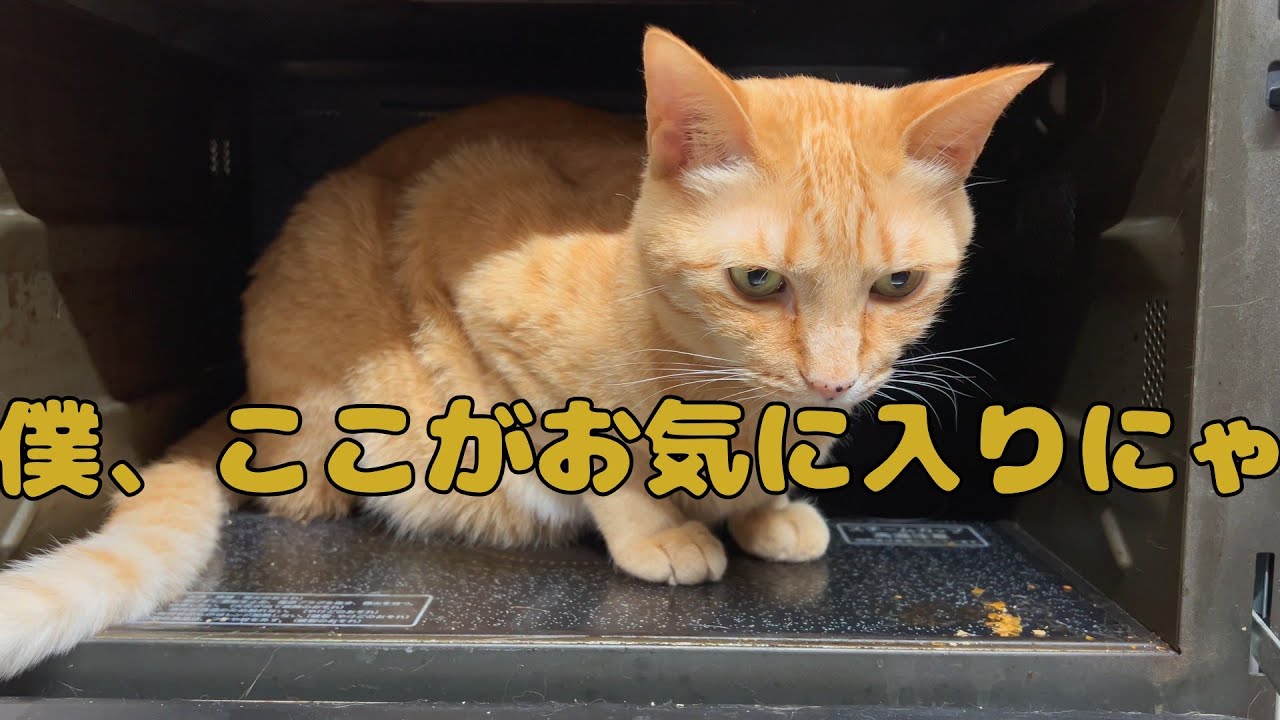 【保護猫】🐈我が家の猫の好きな場所にゃ🐈の巻【にゃんこ日和】【rescued cat】
