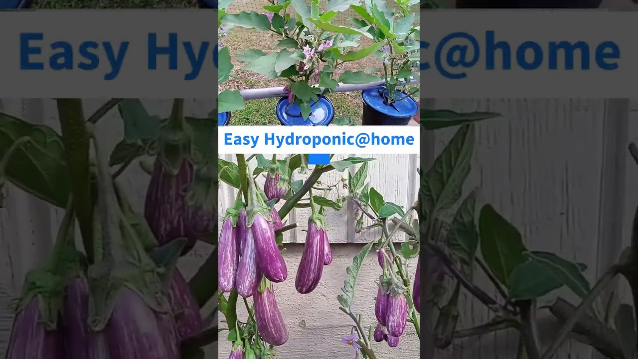 Easy Hydroponics at Home - Dutch Bucket Eggplant #hydroponics #diyhydroponics #eggplant