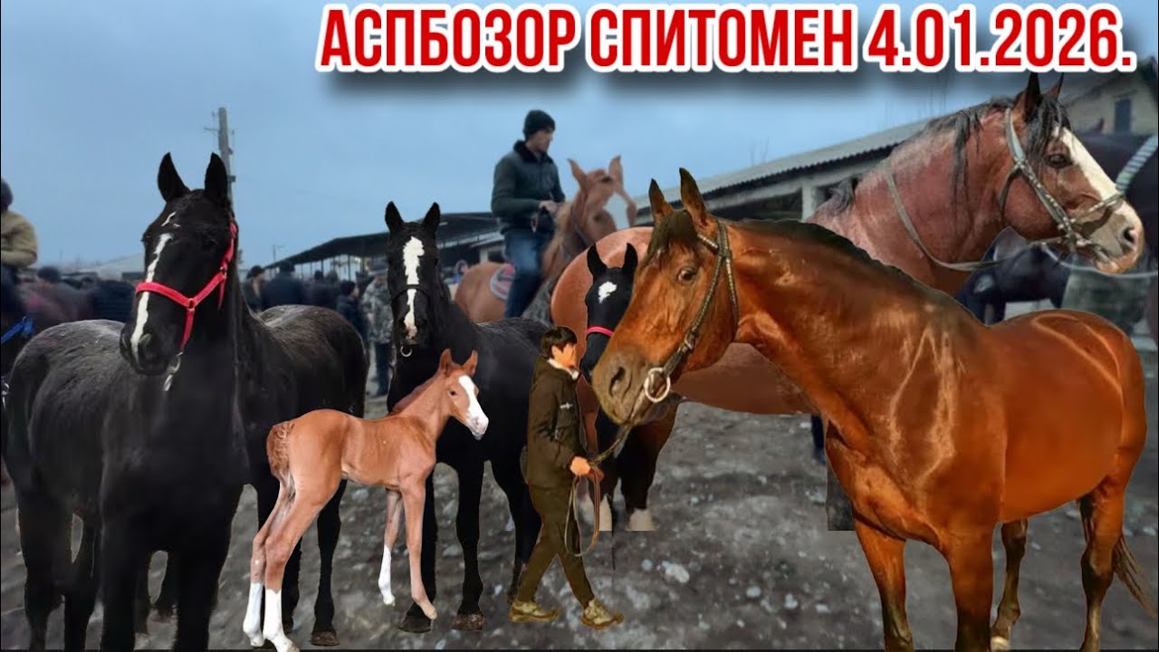 Аспбозор Спитомен той аспи бузи маюлумоти пурра 🤲 кунед 4 января 2026 г.