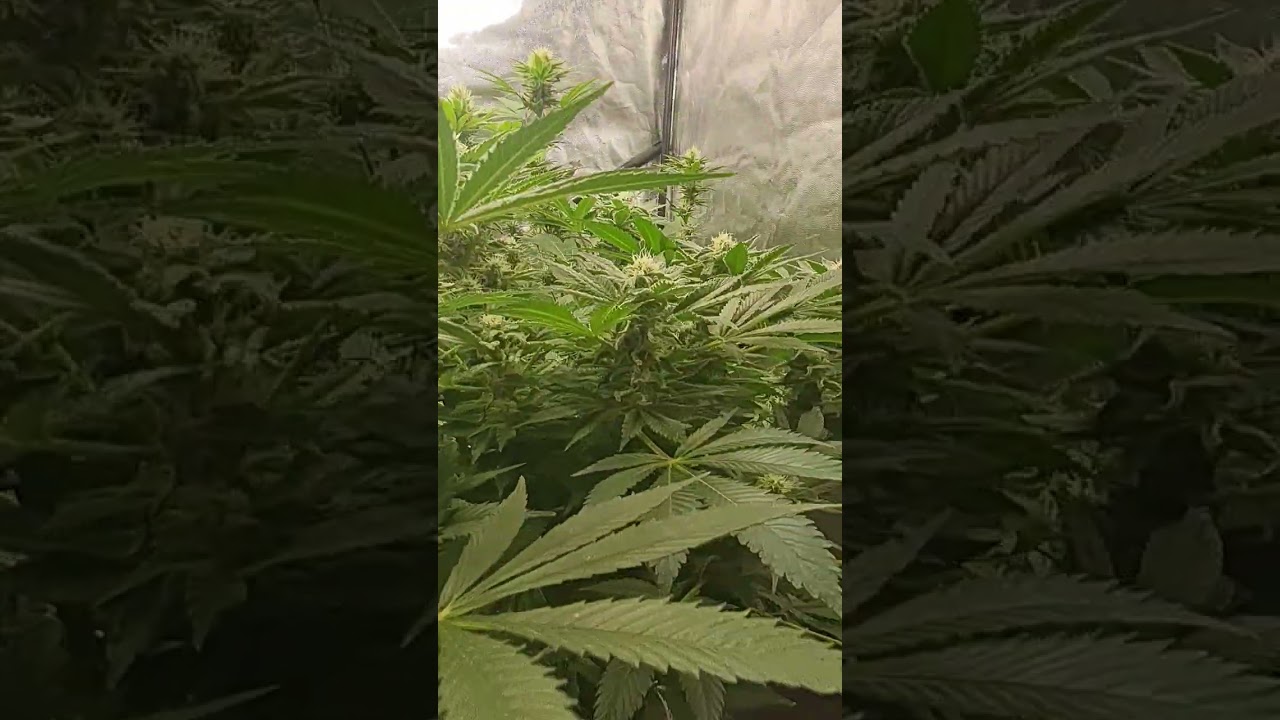 Orange candy 25days flower