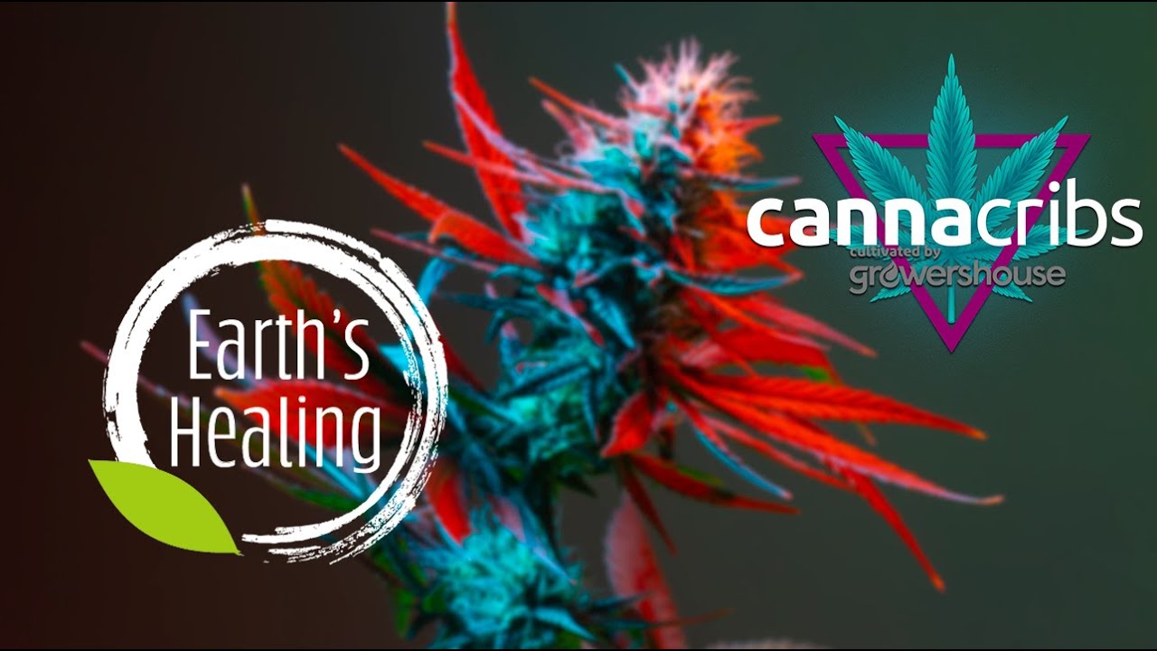 Earth's Healing: Arizona's Finest Cannabis Cultivation