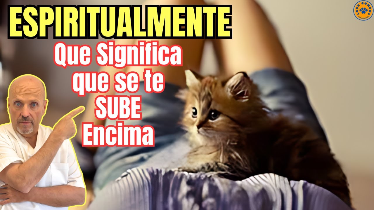 💝 ¿QUE SIGNIFICA QUE UN GATO SE TE SUBE ENCIMA ESPIRITUALMENTE? 💝