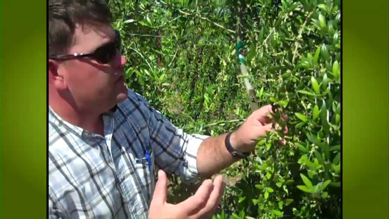 California Olive Ranch