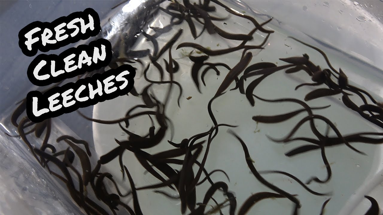 Leech Trapping MORE Leeches!?