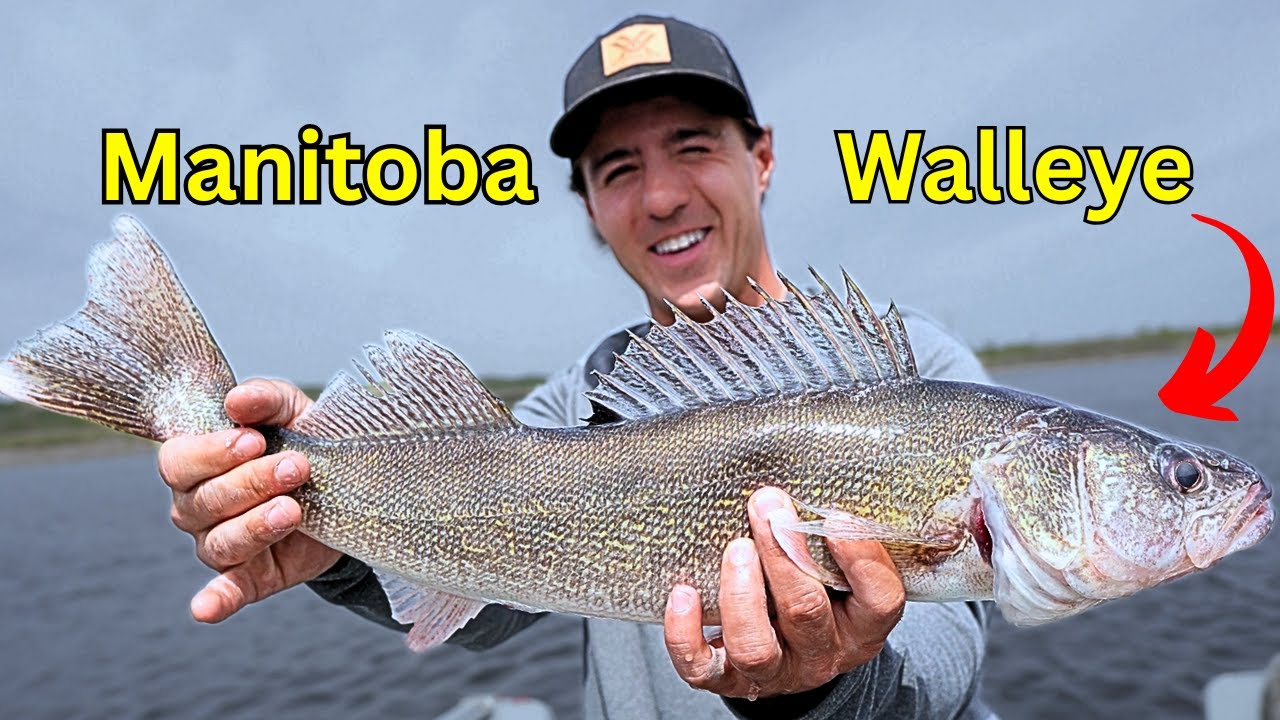 Lake Of The Prairies | Manitoba Walleye Fishing (Drop Shot)