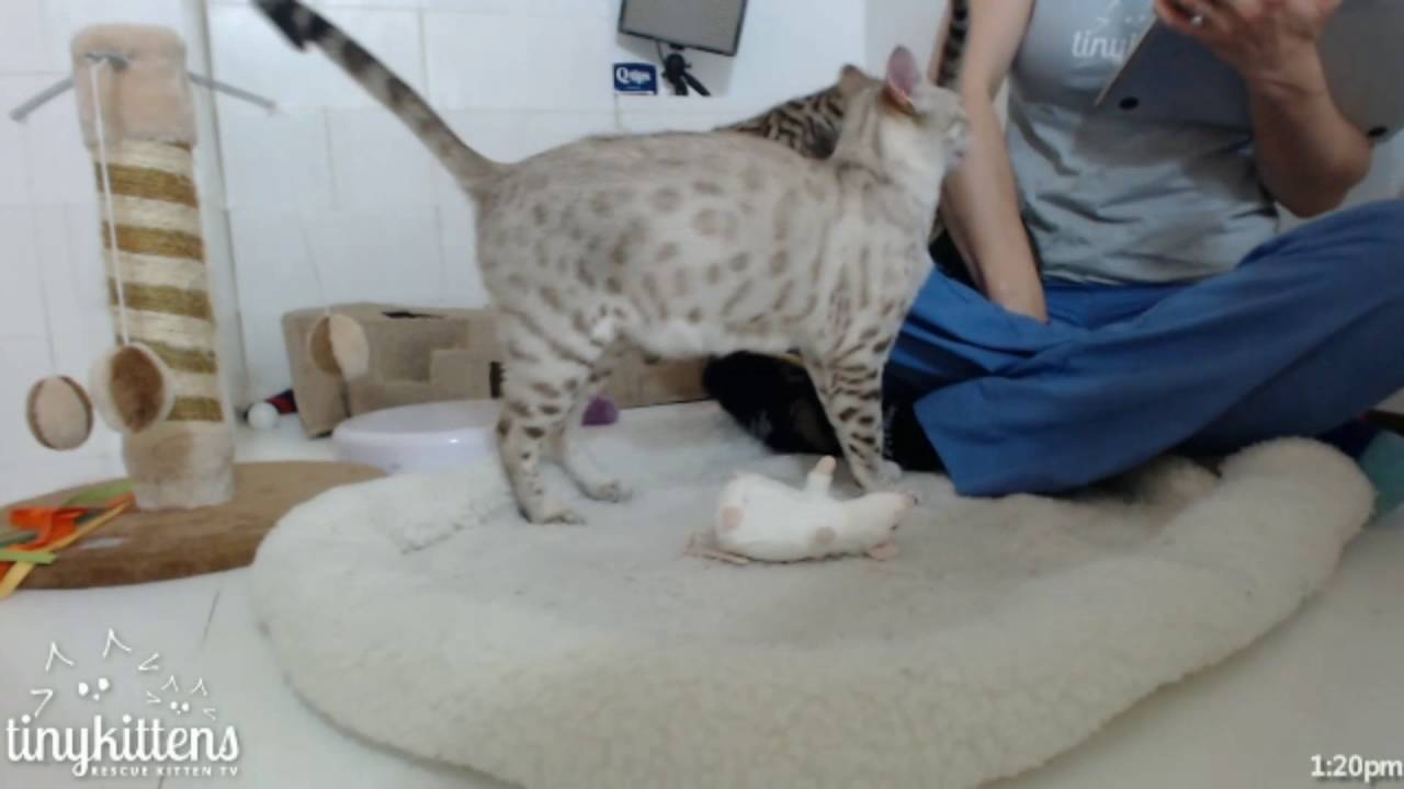 Tiny Kittens Felicity takes a kitten over lego wall Shelly checks in & visits
