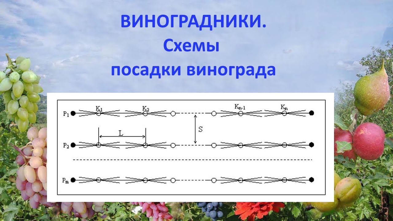 @Виноградники  Схемы посадки винограда
