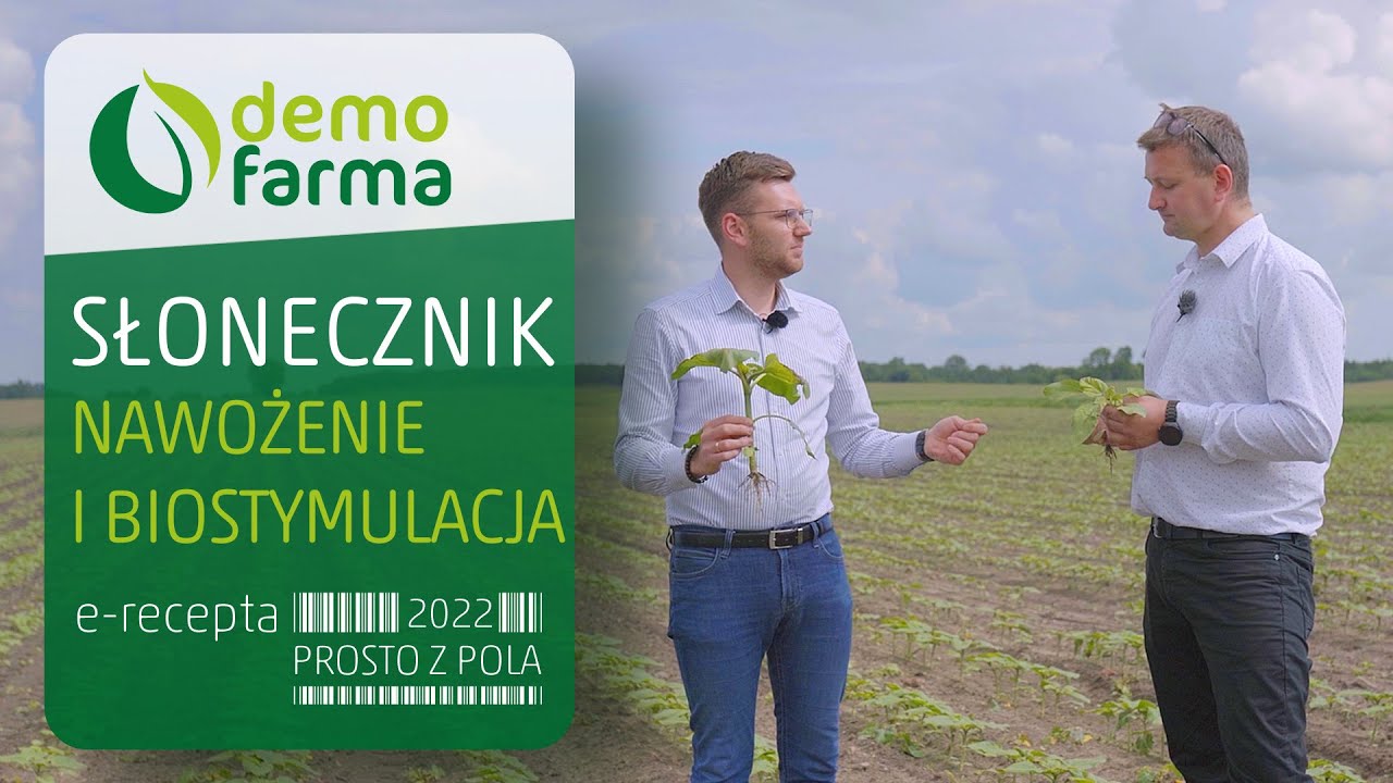 Słonecznik - nawożenie i biostymulacja