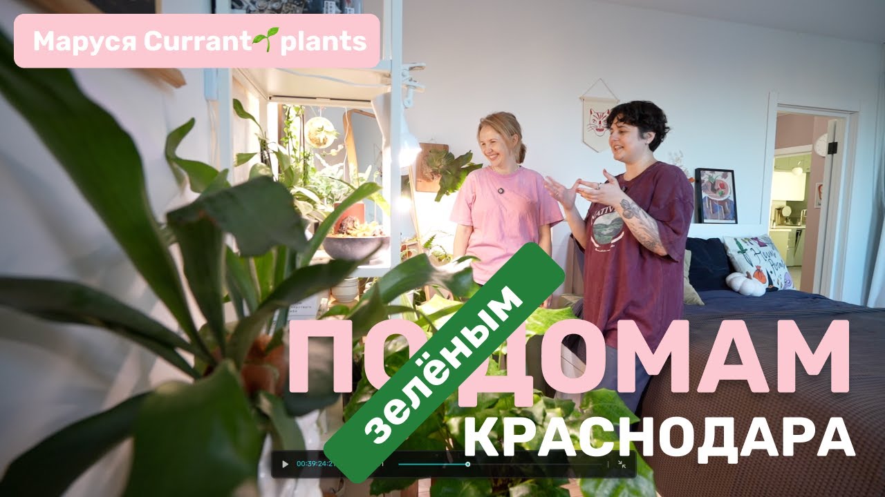 Дом, в котором... Маруся Currant🌱plants