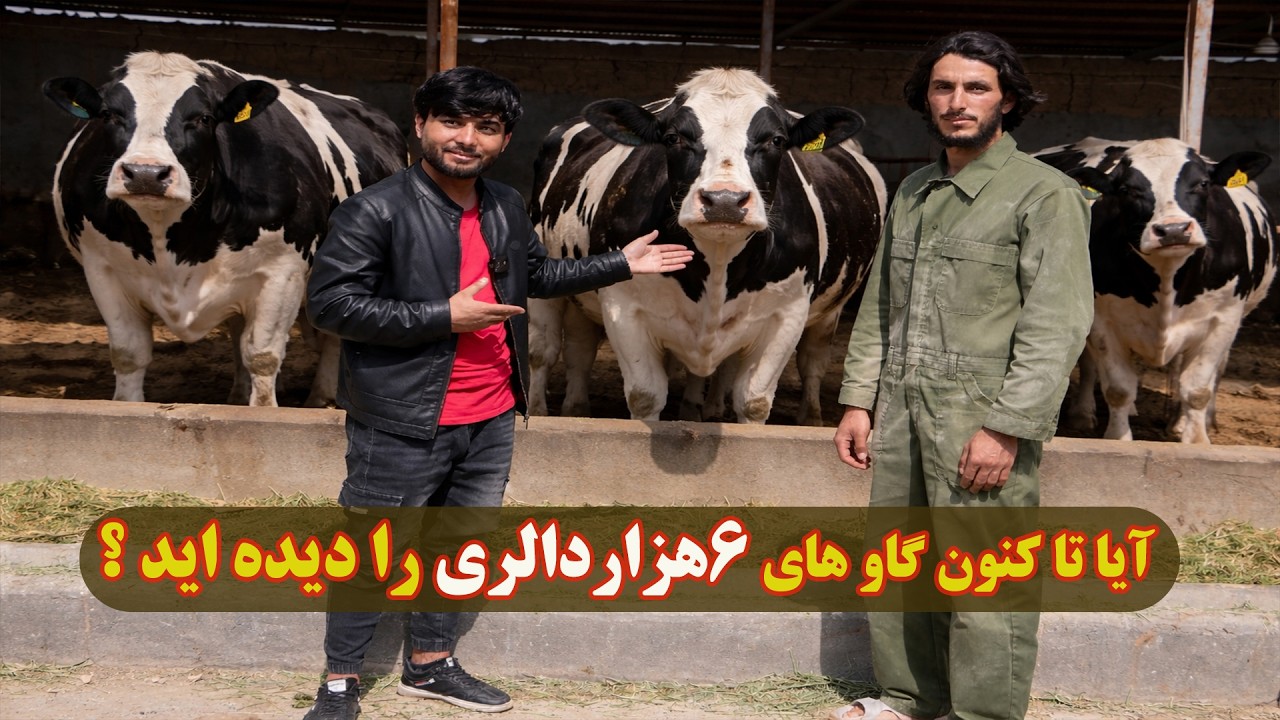 راز تولید شیر زیاد در این فارم گاوداری چیست؟
