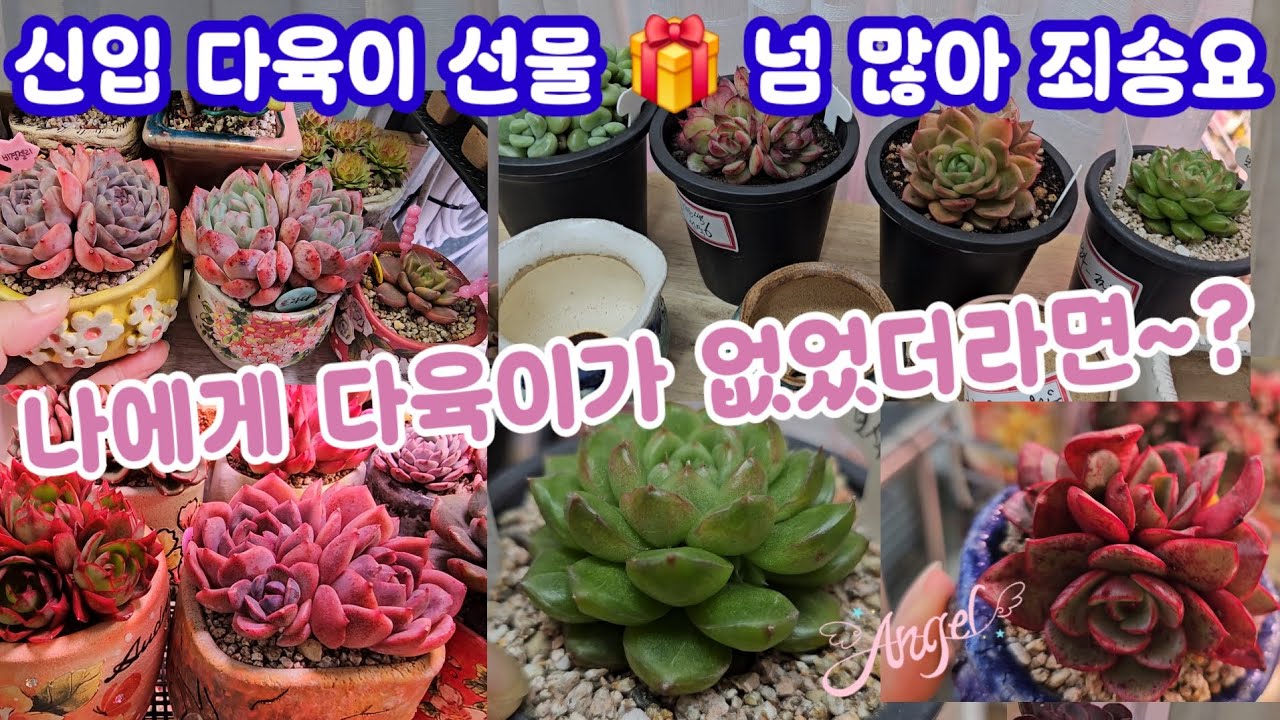 다육이 키우기 겨울나기 🌸 이제 한달만 ~병충해 없이 잘지나잣!!😆신입 다육이 소개해요 ~🎁
