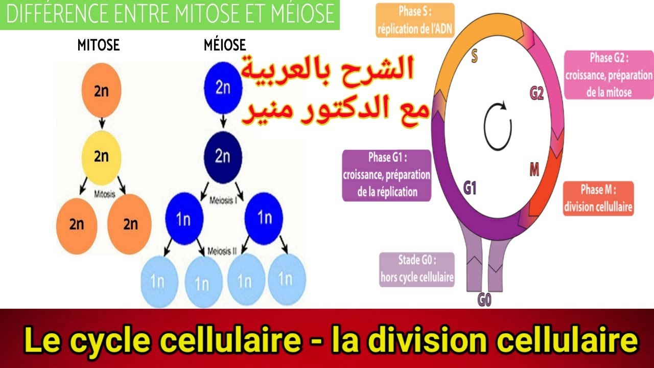 le cycle cellulaire la mitose et la meiose