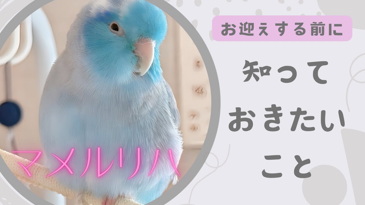 マメルリハをお迎えする前に知っておきたいこと
