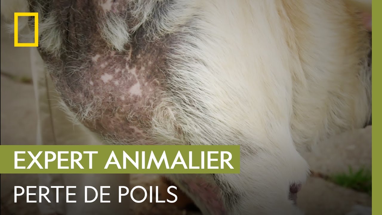 Ce Labrador Retriever a la peau noire et rugueuse | DR JOYA, VÉTO ET DERMATO