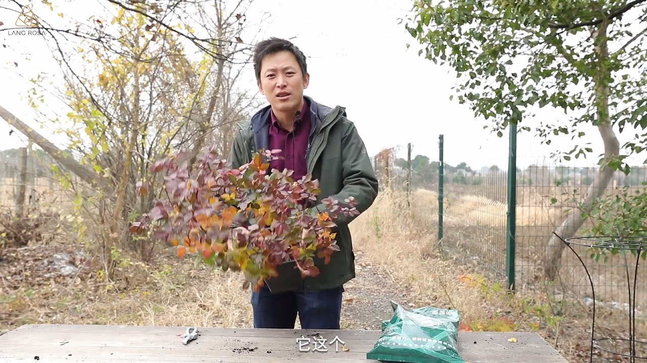 如何不“换盆”给月季换盆， 家里月季不爱长，该给它瘦身了【天狼说月季】