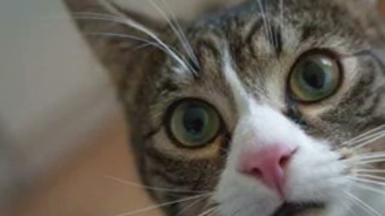 Dog Funny Video | Dog Shadi Ka Video | tik tok dogs #funnyvideo #tiktok #reels #trending #doglover