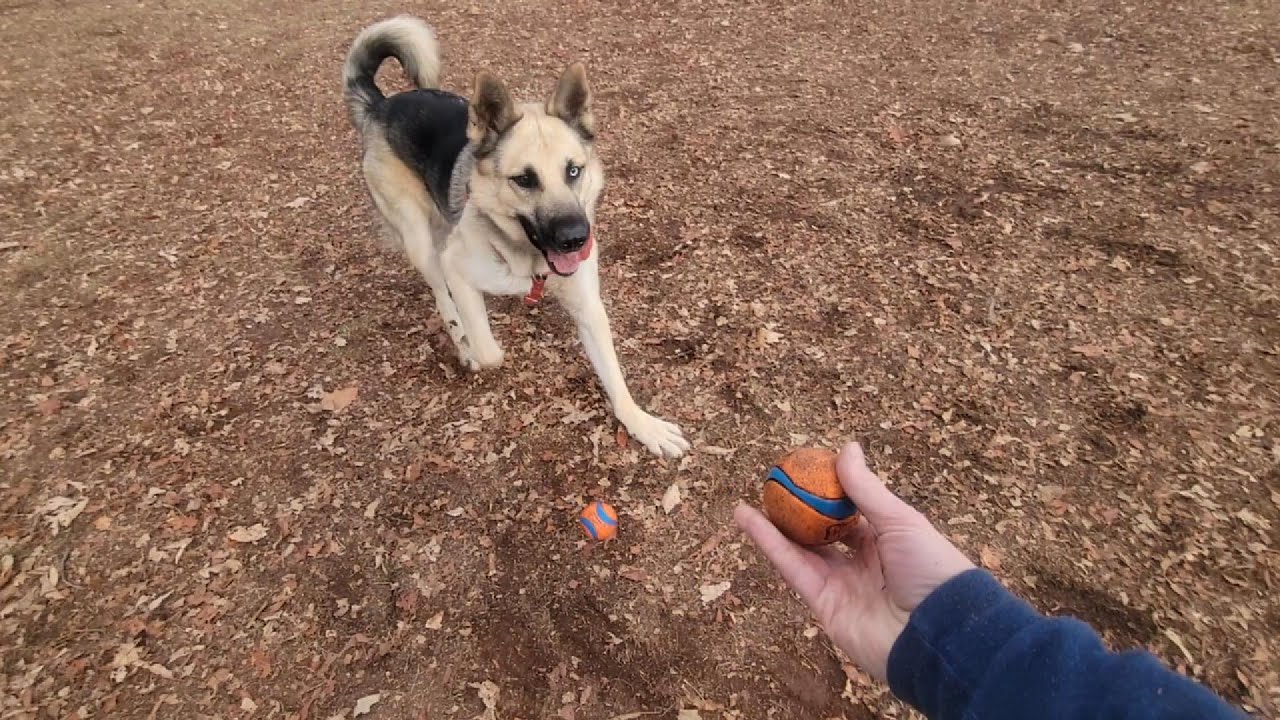 Teaching Dogs to Drop Objects & Fetch Using Toys |  Courageous Canines Dog Training