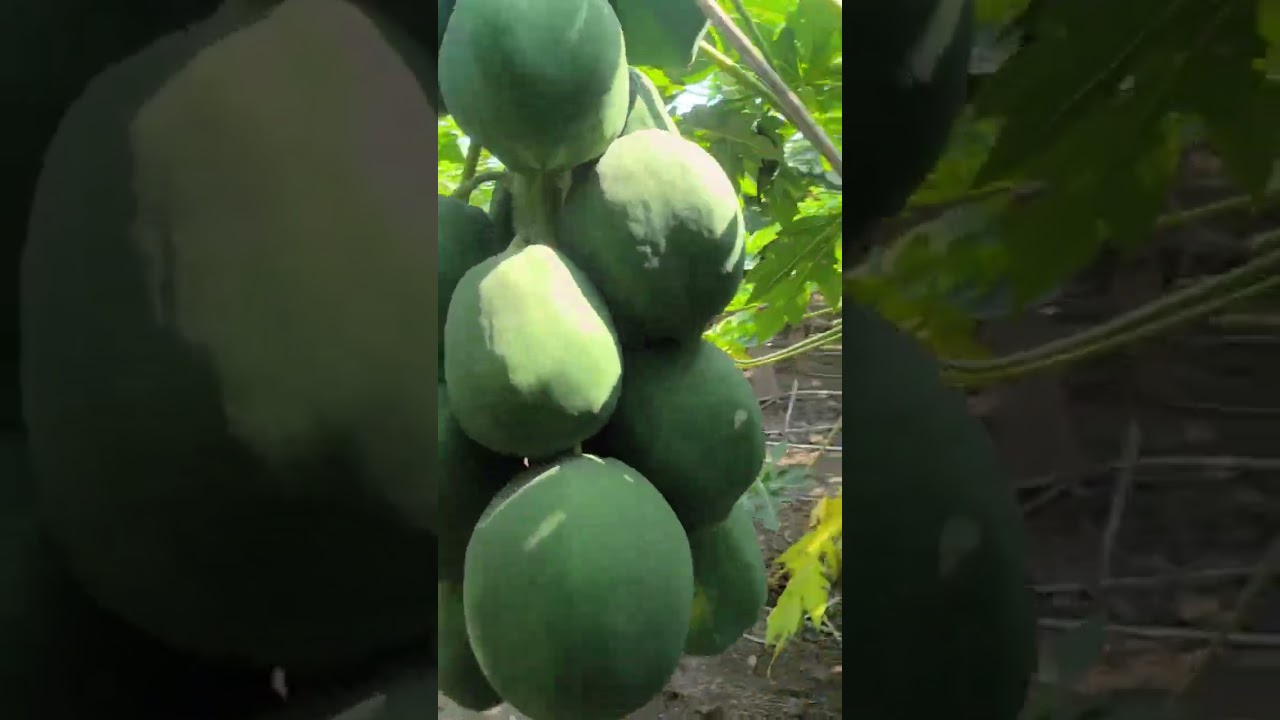 #papya #delhibazaar #bagaytdar #shetkari #sheti #papayacutting #papayasoap #papai