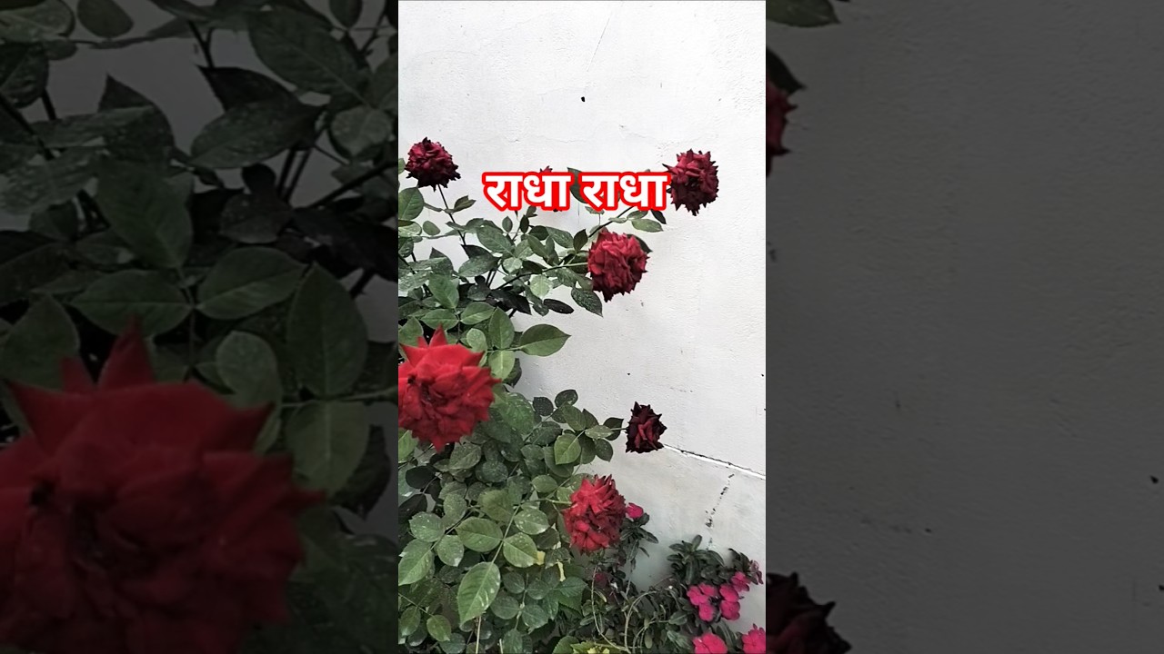 मोहे लता बनइओ राधा #shortvideos #viral #trending #radha#vrindavan
