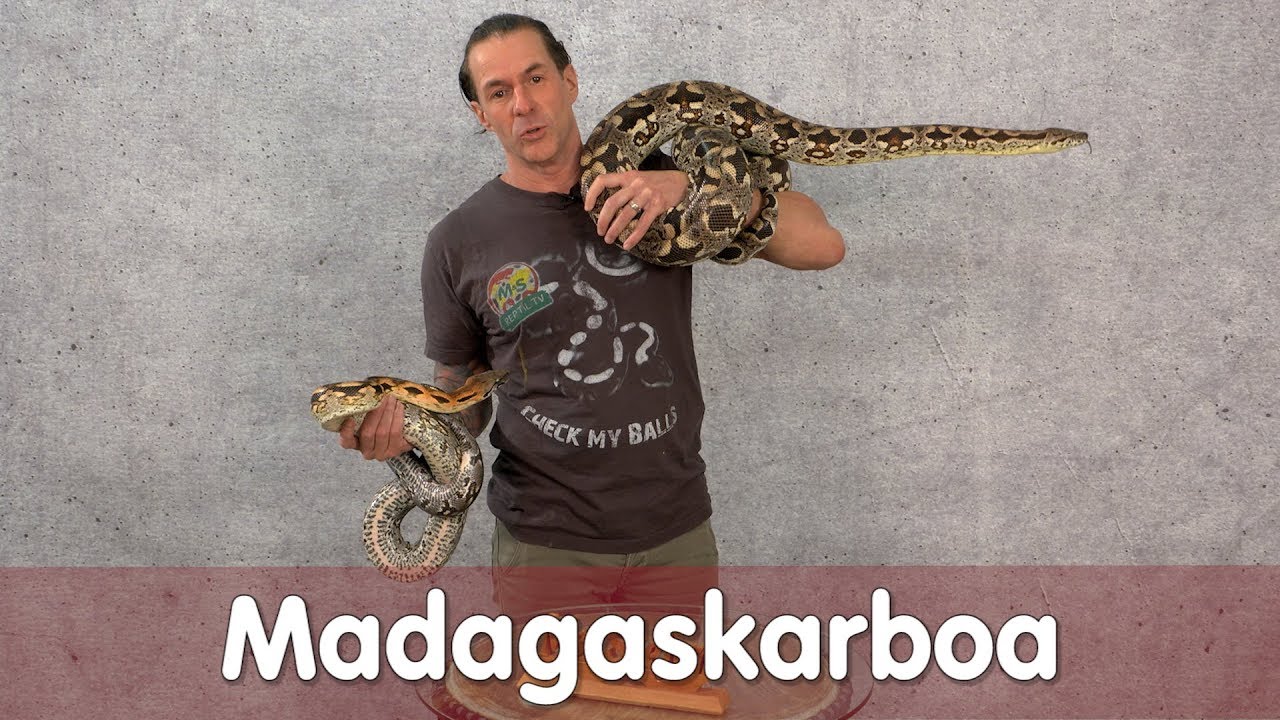 Reptil TV - Praxis - Madagaskarboa