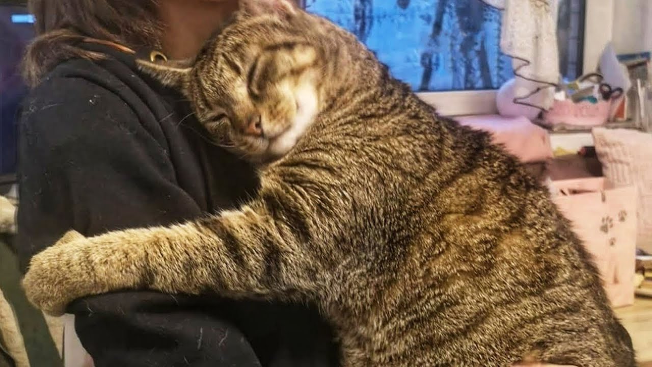 Одинокий кот обнял девушку в приюте и не отпускал ее, прижавшись всем телом.