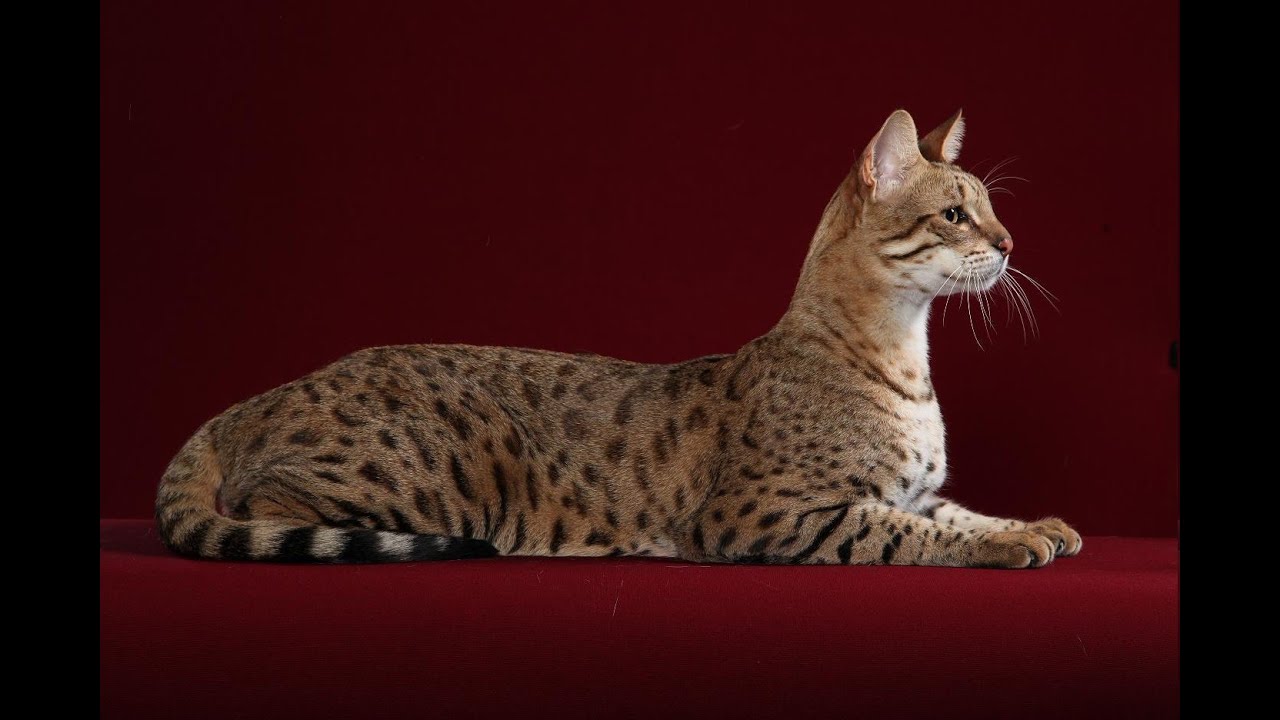 Top 7 Most Expensive Cat Breeds in the World