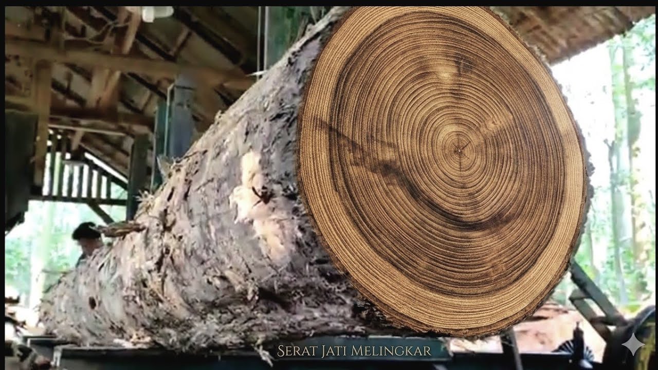 Natural Artwork: The Process of Sawing Long Teak Wood into Beautiful Blocks