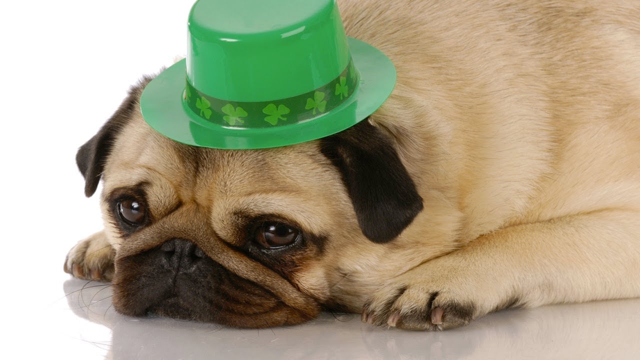 9 dogs & cats that partied too hard on Saint Patrick's Day
