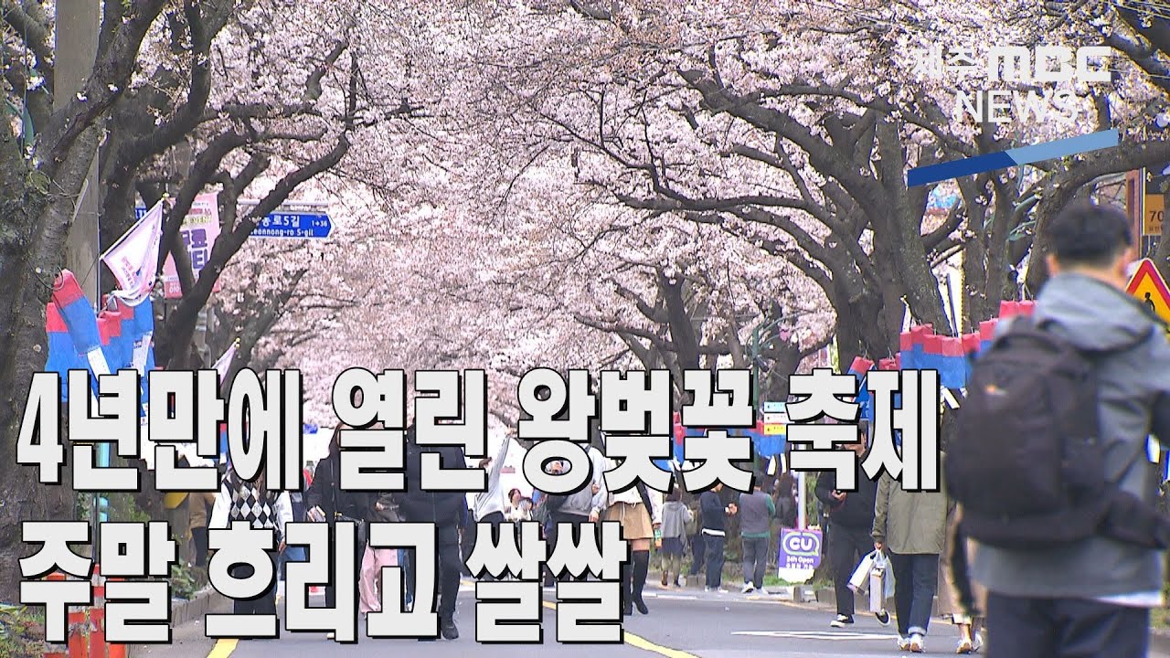 제주MBC4년만에 열린 전농로 왕벚꽃 축제·주말 흐리고 쌀쌀2023 3  24