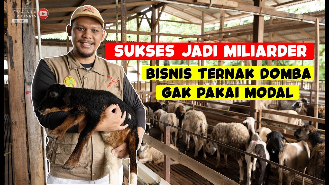 SUKSES JADI MILIARDER, BISNIS TERNAK DOMBA GAK PAKE MODAL!