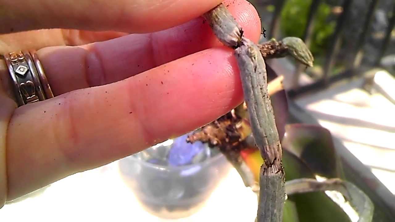 PASO A PASO - Actualización Orquídeas en Recuperación - Brotes en Raíces Enfermas