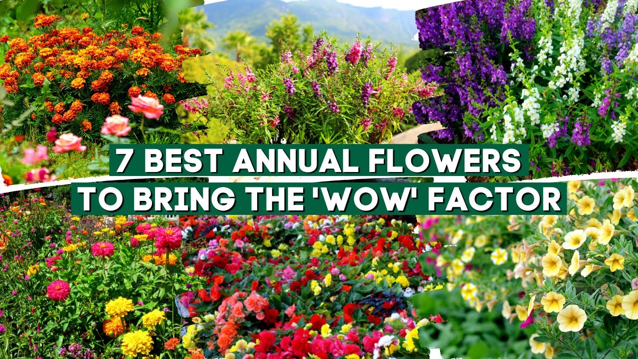 7 Best Annual Flowers and Plants to Bring the 'Wow' Factor 🌻✨🌹