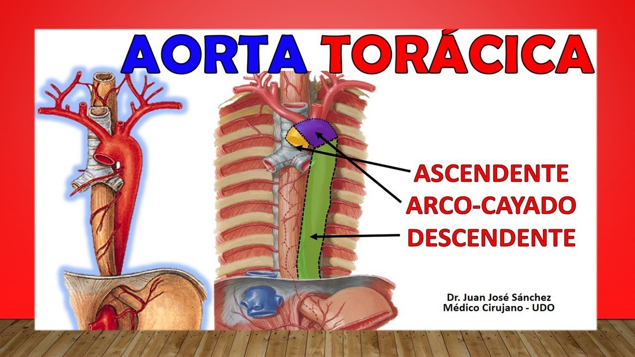 🥇 Anatom&iacute;a de La AORTA TOR&Aacute;CICA. (Relaciones, Ramas). F&aacute;cil Explicaci&oacute;n!