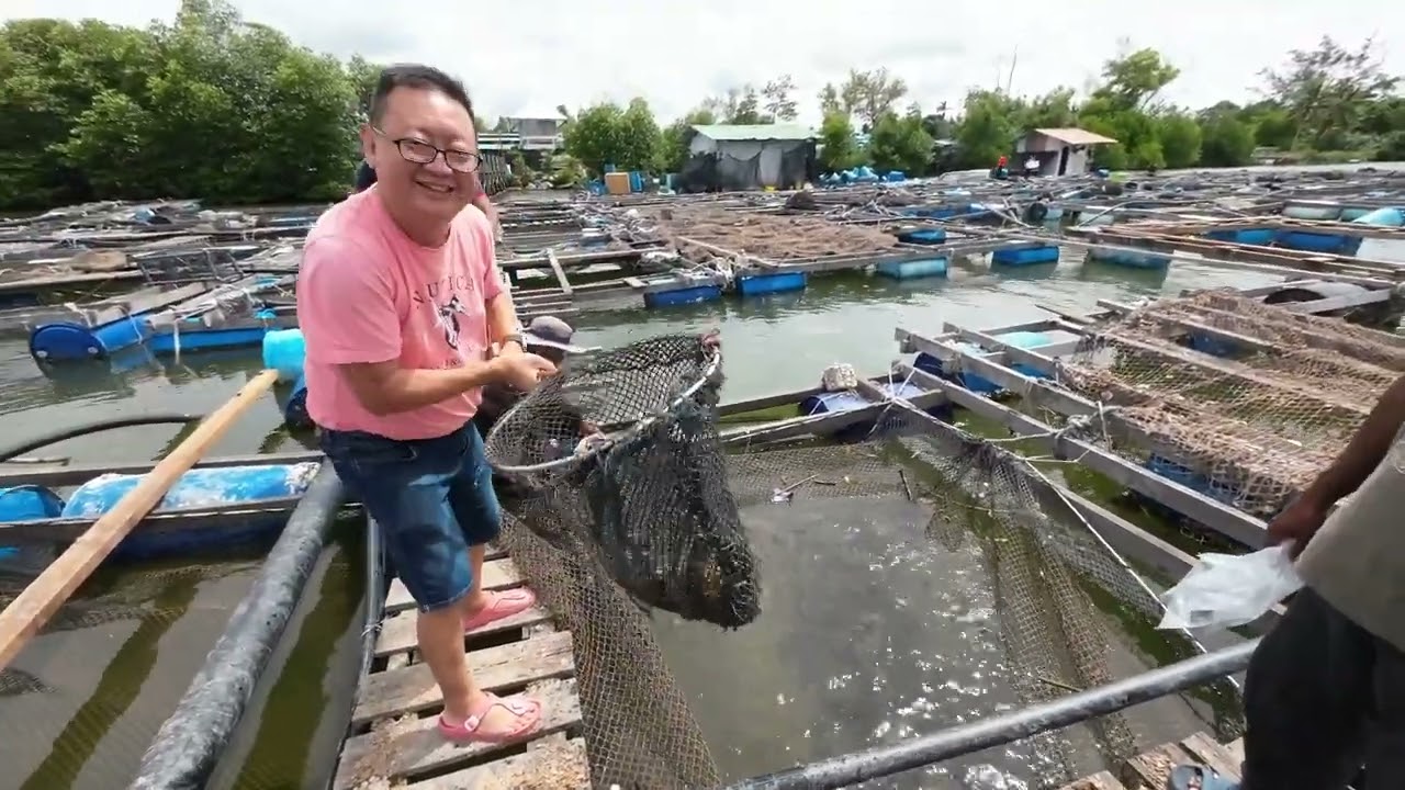 Have you eaten rabbit fish before? How salted fish is being made? Let's visit a Sabah fish farm
