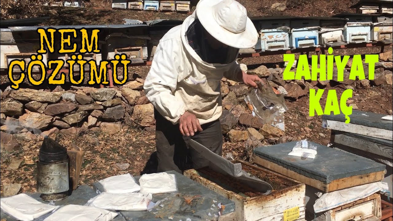 ARI BAHAR BAKIMI / NEM NASIL GİDERİLİR