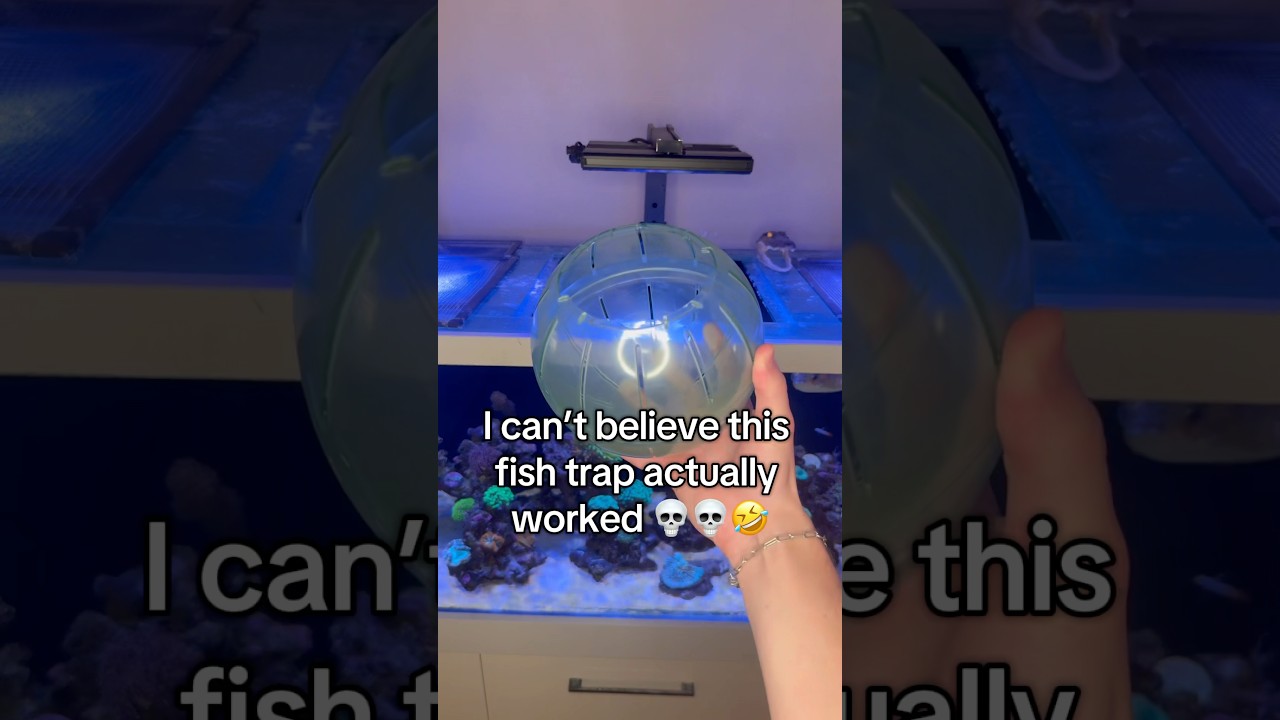 How To make aquarium fish trap